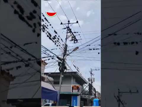 Abundante musgo adorna las guayas de electricidad en Socopó de Barinas y reclaman mantenimiento
