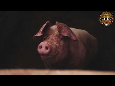 Dschang Kuna - Smith Brown