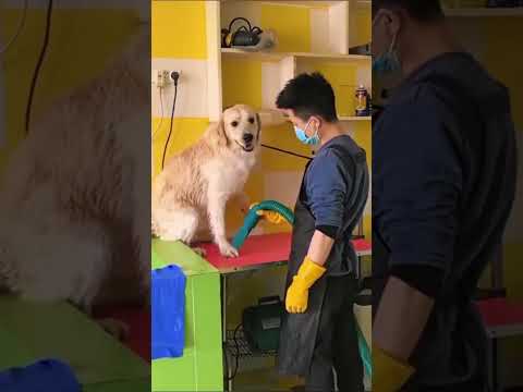 #dog #funnydog #pet #dogsofttiktok #fyp