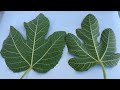 Collect The Fig Leaves Before The Season Ends Benefits Of Fig Leaf