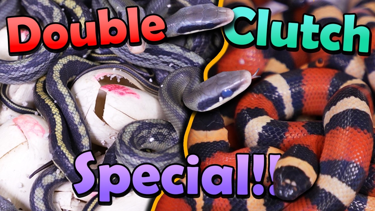Double Trouble- Blue Beauties and Milksnakes Hatching!!