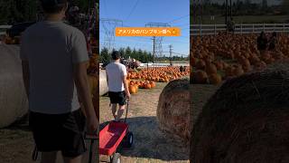 アメリカのパンプキン畑へ🎃👻　#アメリカ生活 #ハロウィン