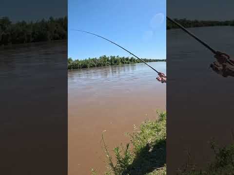 Pesca y Cocina LOS GOMEZ CHICO, Ríos Crecidos, Tucumán #Pesca #pescaycocina #fishing #fish #dorados