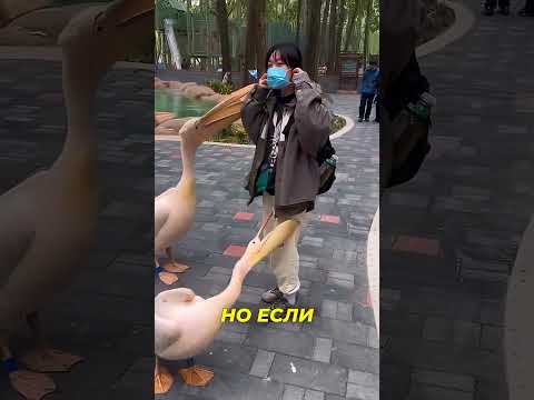 Когда рыбы уже мало 😱