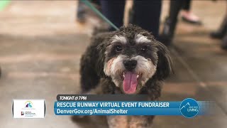 Rescue An Animal Or Donate! // DenverGov.org/AnimalShelter