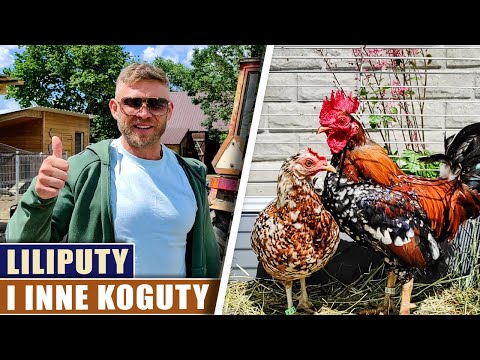 Liliputy i inne koguty