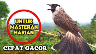 Download lagu Suara Burung Kutilang Gacor Ampuh Untuk Masteran Pikat Kutilang Juara  mp3