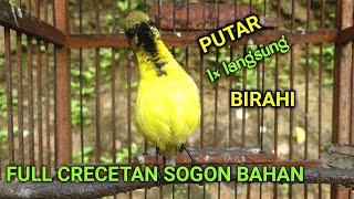 Download lagu SUARA CRECETAN SOGON BAHAN || pancingan sogok ontong mp3