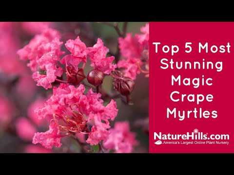image-What does a myrtle look like?
