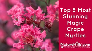 Top 5 Most Stunning Magic Crape Myrtles | NatureHills.com
