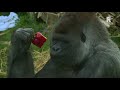 Puberende gorilla in Blijdorp op kamers