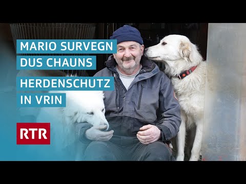 Mario survegn dus chauns | Herdenschutz in Vrin | Dok | Cuntrasts | RTR Films