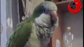 Gadająca papuga Cookie śpiewa ram pam pam i tańczy