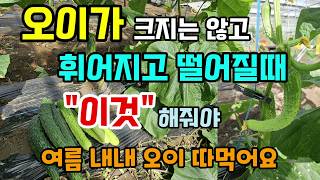 오이 심고 오이가 작고 휘어지고 떨어질때 이것 해줘야 여름 내내 오이 꾸준히 따드실 수 있습니다 오이수확방법…