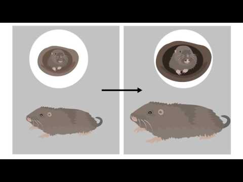 Digging into gopher evolution