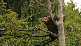 preview picture of video 'Bäre Bayerischer Wald, Deutschland'