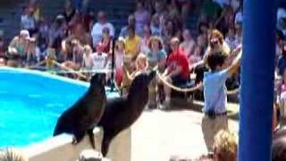Sea Lion Show Part 1