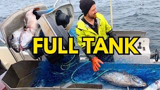 32 Full Saithe Nets in the Fjord (Lots of BIG Fish) #9
