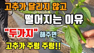 고추모종 심고 고추가 잘 자라지 못하는 이유 딱 두가지만 해주면 고추가 주렁 주렁 달려요 고추농사 몰아보기 …
