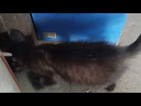 Baby Cat playing with wire #cats #youtube