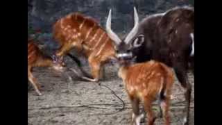 preview picture of video 'Zoo de Maubeuge - Février 2014'