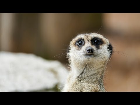 Surikata vlnkovaná (Suricata suricatta) — reálne info: chov, welfare a legislatíva