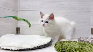 ラグドールの動画01