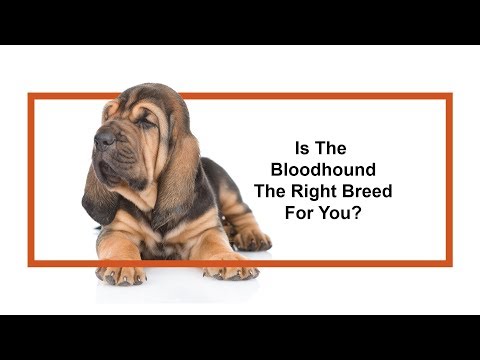 Bloodhound Breed Video