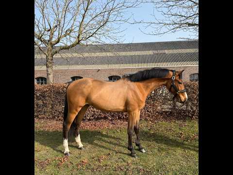 Air Force Z (ASCA Z x WHITAKER) - Video 6 video thumbnail