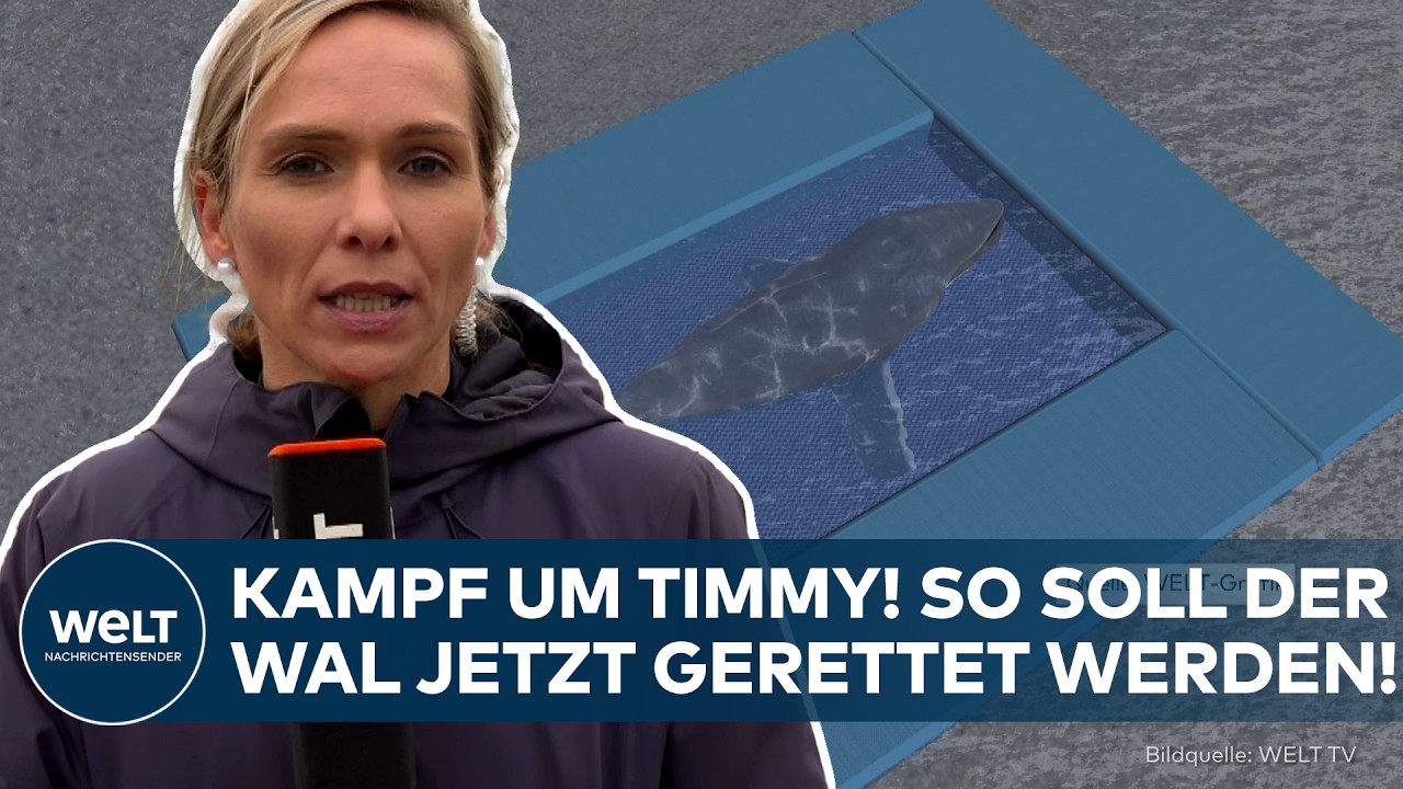 INSEL POEL: Kampf um Timmy! So soll der Wal jetzt gerettet werden!