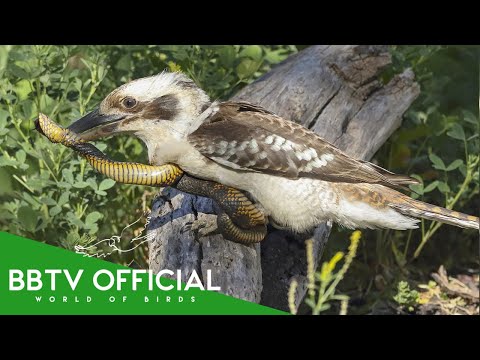 THE KOOKABURRA: The Legendary Snake Hunter Of The Australian Wild