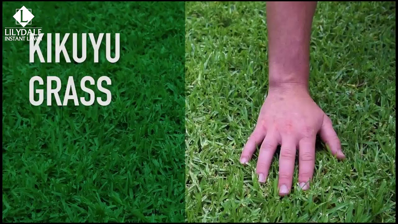 How long does it take for kikuyu grass to grow? Ask Similar