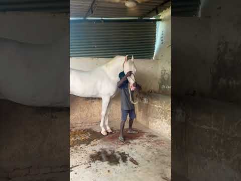 #trending #viralshorts #viral #horse #viralvideo #trend #forsale #sale