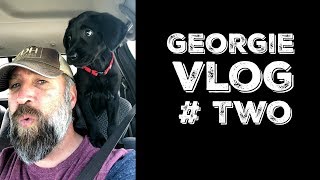 A Week in the Life of Georgie (9 Week Old Lab Puppy)