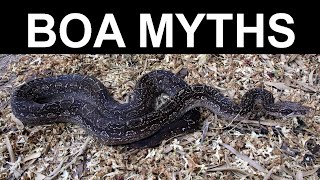 Top 10 Boa Constrictor Myths and Misconceptions
