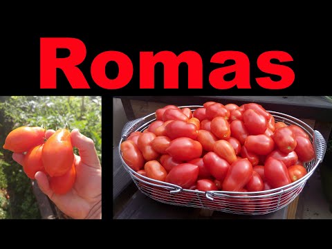 Solutions To Blossom End Rot In Tomatoes etc