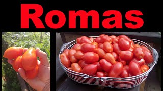Planting Roma Tomatoes The Right Way