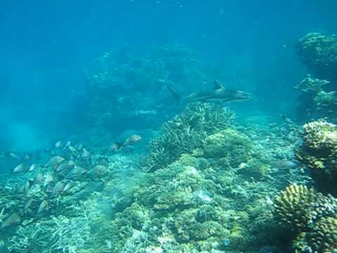 Best Snorkeling In The World Wavelength Great Barrier Reef
