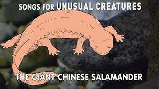 The World's Largest Salamander | Unusual Creatures | PBS Digital Studios