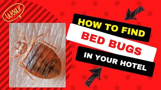 Check Your Hotel Room For Bed Bugs in 15 Seconds