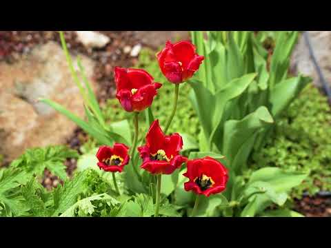 RGehan_PHO1000_23SUA_WK6_Promotional Video