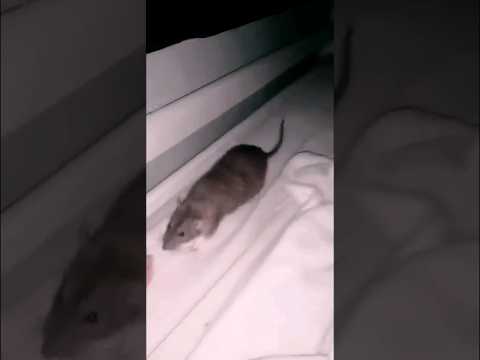 Pies idealny #szczur#rat