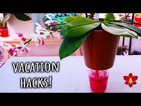 Watering hacks for vacation! - No friends to water your Orchids required! 😎☀️