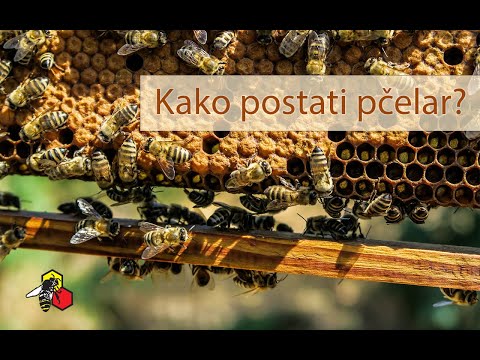 Kako postati pčelar?