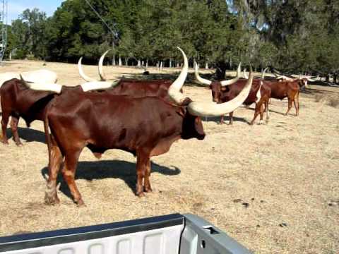 download lagu mp3 mp4 Mess With The Bull, download lagu Mess With The Bull gratis, unduh video klip Mess With The Bull
