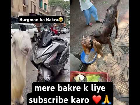 salam kar mere bakre ko #comedy #bakra #funny