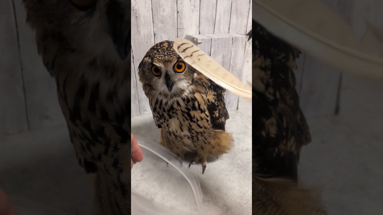 2026年3月に抜けたフクロウの羽根(〇v〇)