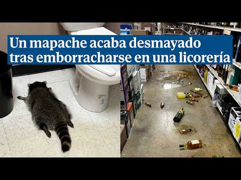 El ós rentador que es cola en una licoreria i acaba borratxo i desmaiat al bany