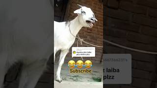 Download lagu goat Talking Ayesha ,#shorts mp3