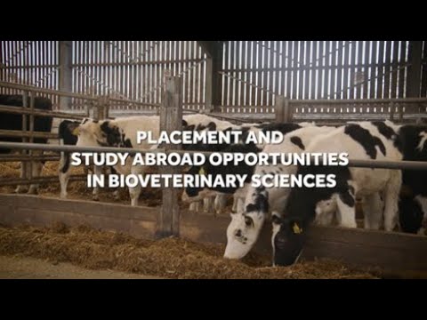 Placement opportunities while studying BSc Bioveterinary Sciences play video